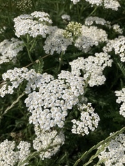 Achillea millefolium