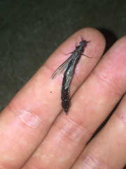 Lymexylidae
