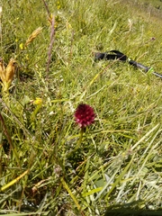 Gymnadenia