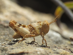 Oedipoda charpentieri