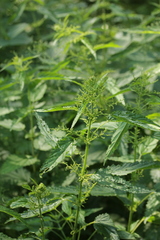 Urtica dioica