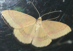 Rhodostrophia calabra