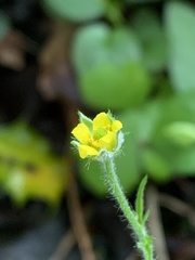 Geum urbanum