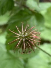 Geum urbanum