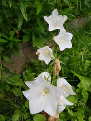 Campanula persicifolia