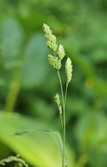 Dactylis glomerata