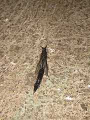Lymexylidae