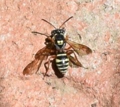 Nomada texana