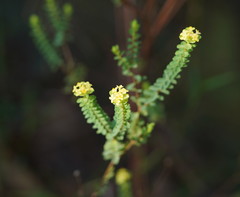 Pimelea flava flava