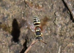 Nomada texana