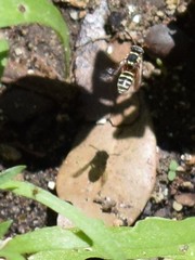Nomada texana