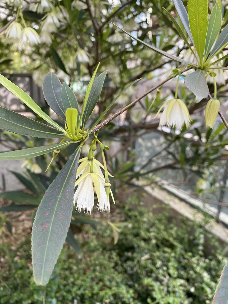 Elaeocarpus hainanensis, Tsuen Wan West, Tsuen Wan, New Territories, HK