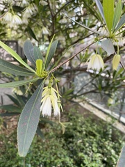 Elaeocarpus hainanensis