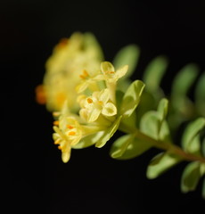 Pimelea flava flava