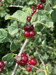 Lonicera xylosteum
