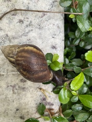 Lissachatina fulica