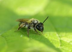 Andrena
