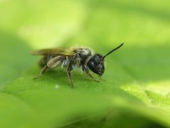 Andrena