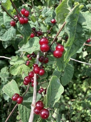 Lonicera xylosteum