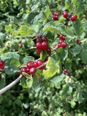 Lonicera xylosteum