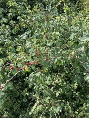 Lonicera xylosteum