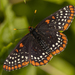 Baltimore Checkerspot - Photo (c) Denis Doucet, some rights reserved (CC BY-NC), uploaded by Denis Doucet