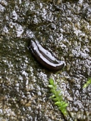 Haemopidae