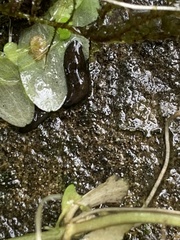 Haemopidae