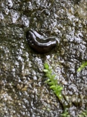 Haemopidae