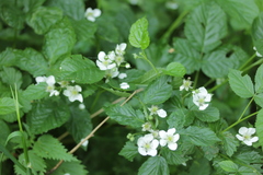 Rubus polonicus
