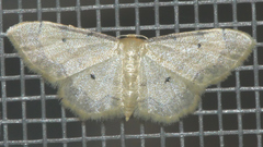 Idaea politaria