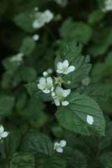 Rubus polonicus