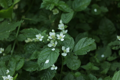 Rubus polonicus