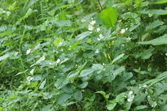 Rubus polonicus