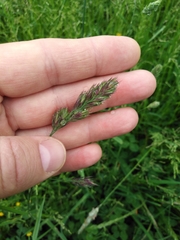 Dactylis glomerata lobata