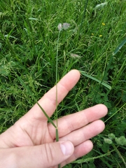 Dactylis glomerata lobata