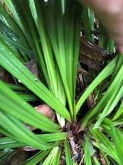 Cyperus tetraphyllus