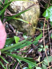 Cyperus tetraphyllus