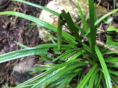 Cyperus tetraphyllus