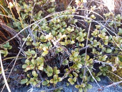 Coprosma crenulata