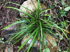 Cyperus tetraphyllus