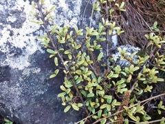 Coprosma crenulata