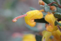Grevillea chrysophaea