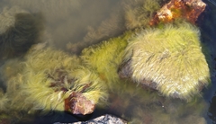 Cladophora glomerata