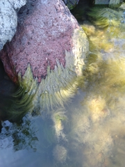 Cladophora glomerata