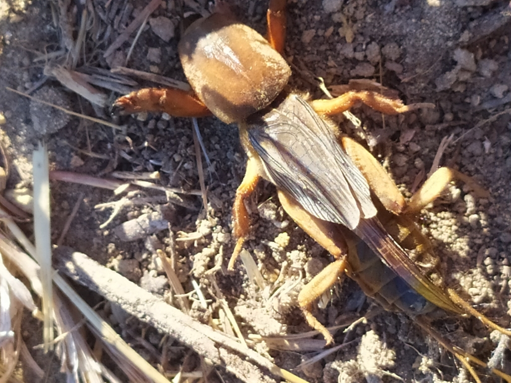 Fifteen-chromosome Mole-cricket