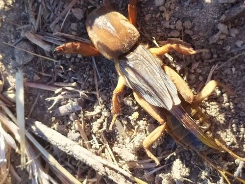 Fifteen-chromosome Mole-cricket
