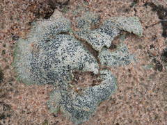 Psoraceae