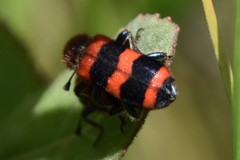 Trichodes apivorus