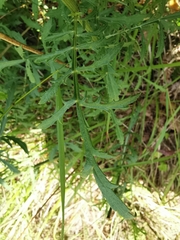 Cephalaria leucantha